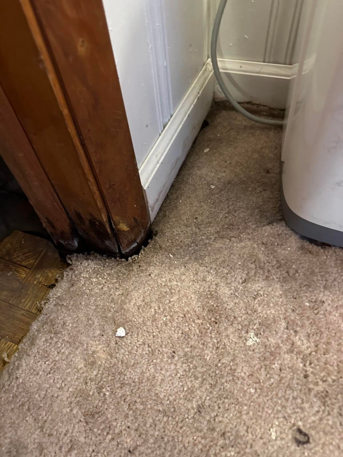 Darkened carpet beside a doorway and drying equipment
